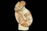 Fossil Heteromorph (Nostoceras) Ammonite - Madagascar #129521-1